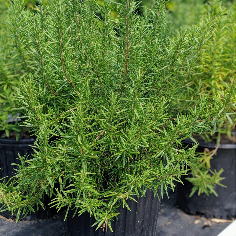 Tuscan Blue Rosemary - Shipped
