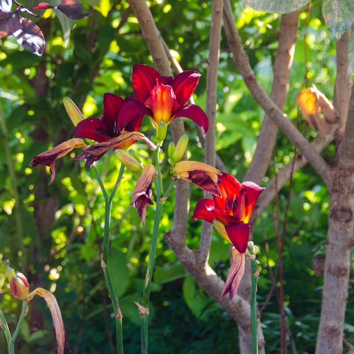 Hemerocallis 'Chicago Apache'  - Chicago Apache Daylily - Shipped