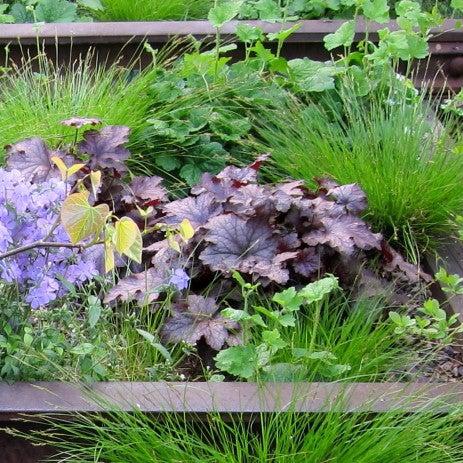 Frosted Violet Coral Bells - Shipped