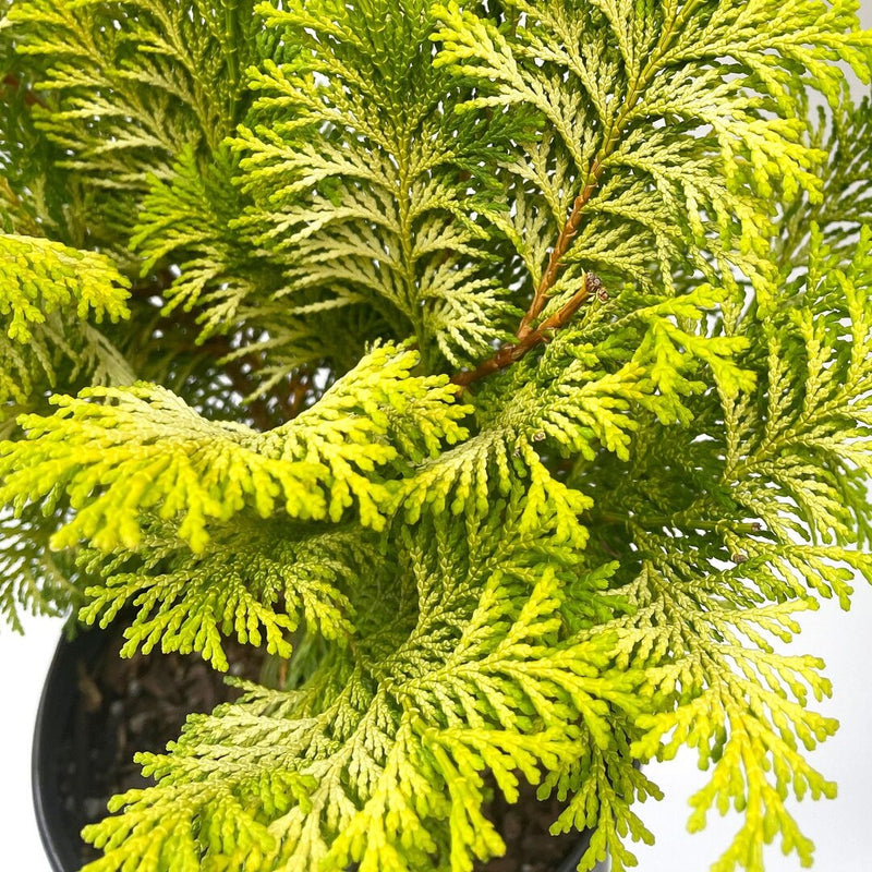 Chamaecyparis obt. 'Crippsii' - Shipped