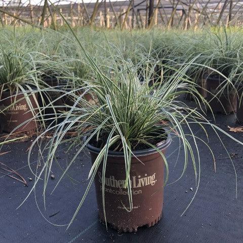 Carex oshimensis 'CarFit01'  - Evercolor® Everest Variegated Sedge - Shipped