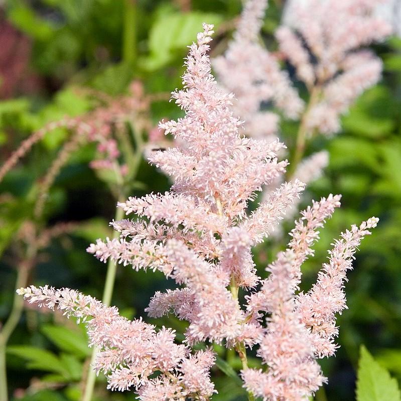 Peach Blossom Japanese Astilbe - Shipped