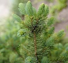 Picea meyeri