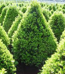 Buxus 'Cranberry Creek' - Shipped