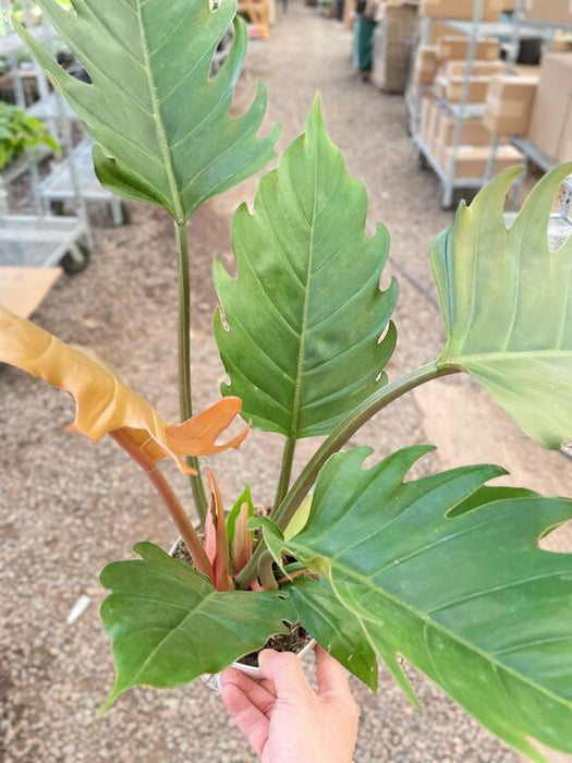 Philodendron Caramel Pluto