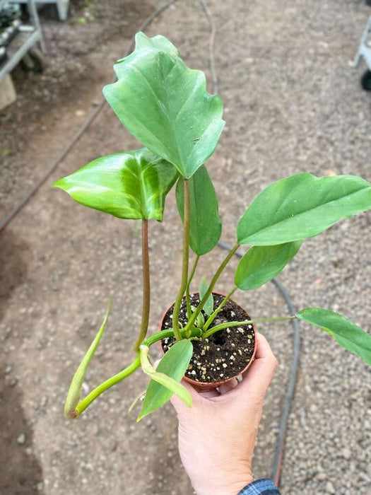philodendron mayoi scientific name Philodendron Mayoi — The Gardeners' Choice