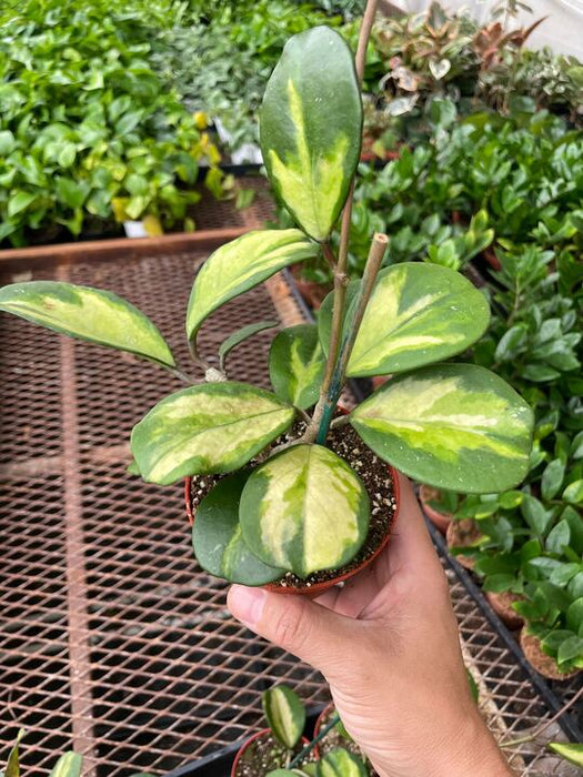 Hoya Obovata Reverse