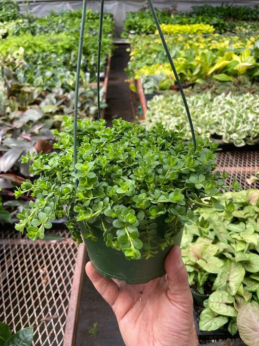 Peperomia Deppeana