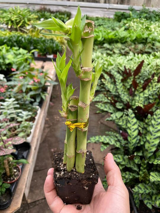 bamboo dracaena Dracaena 'Lucky Bamboo' — The Gardeners' Choice
