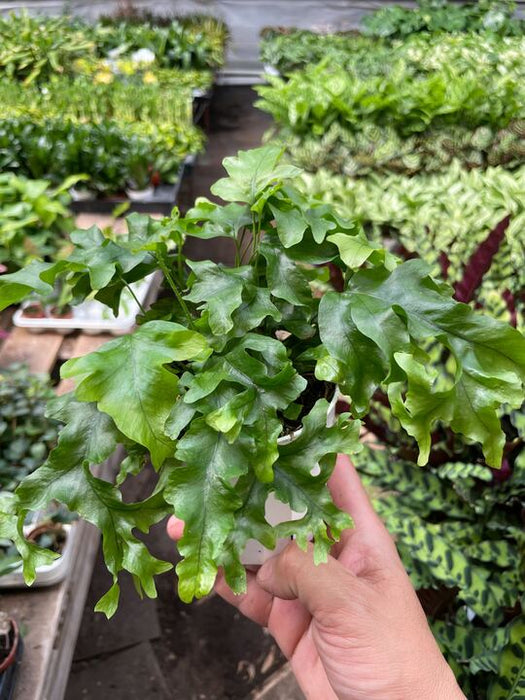 Fern 'Nicolas Diamond'