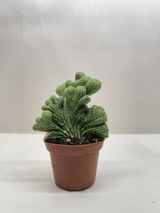 succulent coral plant Cereus Coral Green Cactus