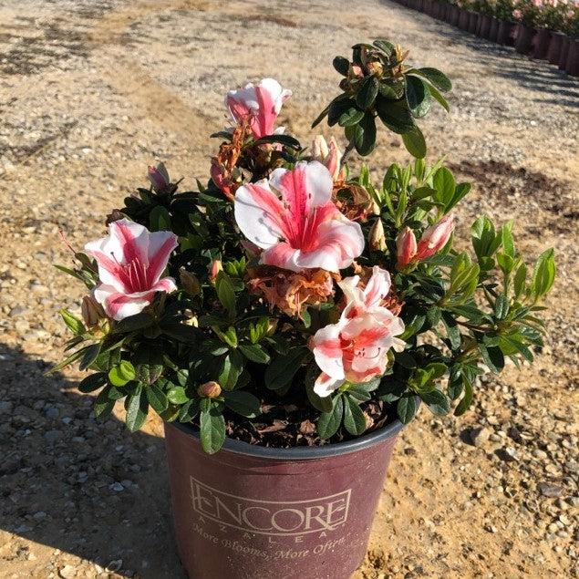 Rhododendron ‘Robleze’  - Encore® Autumn Starburst™ Azalea - Shipped