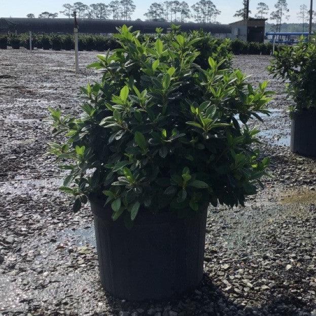 Rhododendron ‘Roblex’  - Encore® Autumn Lily™ Azalea - Shipped