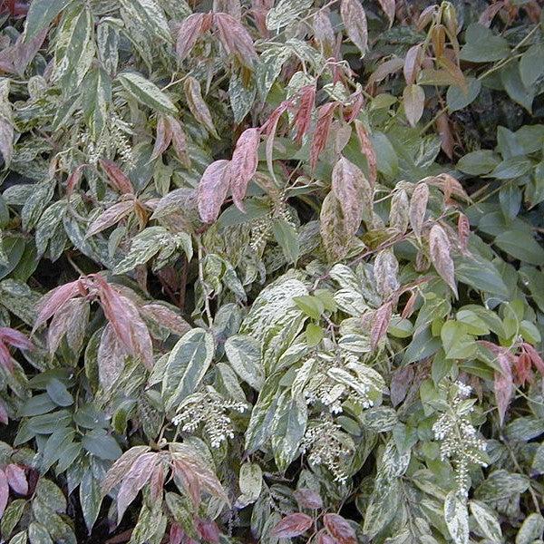 Rainbow Drooping Leucothoe - Shipped