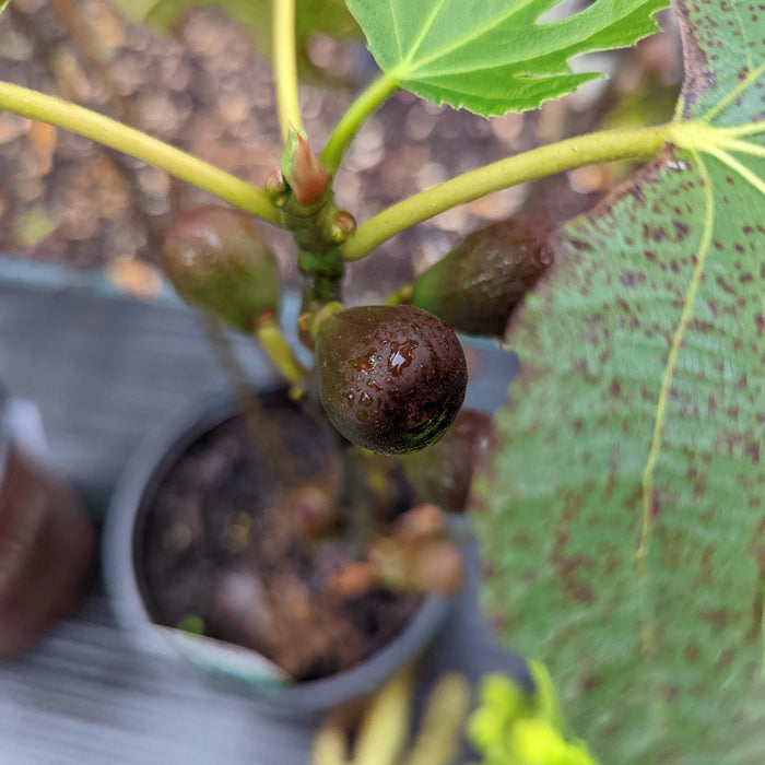 Ficus carica 'Majoam'  - 'Little Miss Figgy' Fig - Shipped