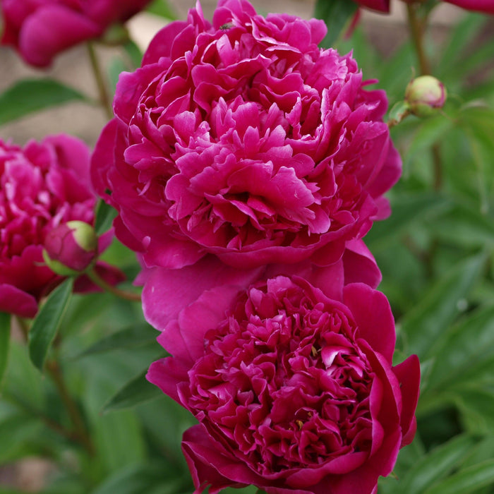 Paeonia lactiflora 'Kansas'  - Kansas Peony - Shipped