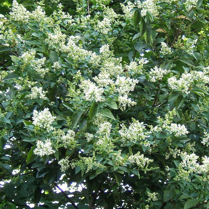California Privet - Shipped