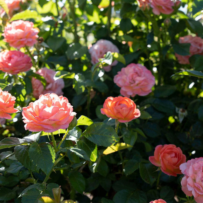 Rosa 'Radslam' PP 35,826  - Orange Glow™ Knock Out® Rose - Shipped