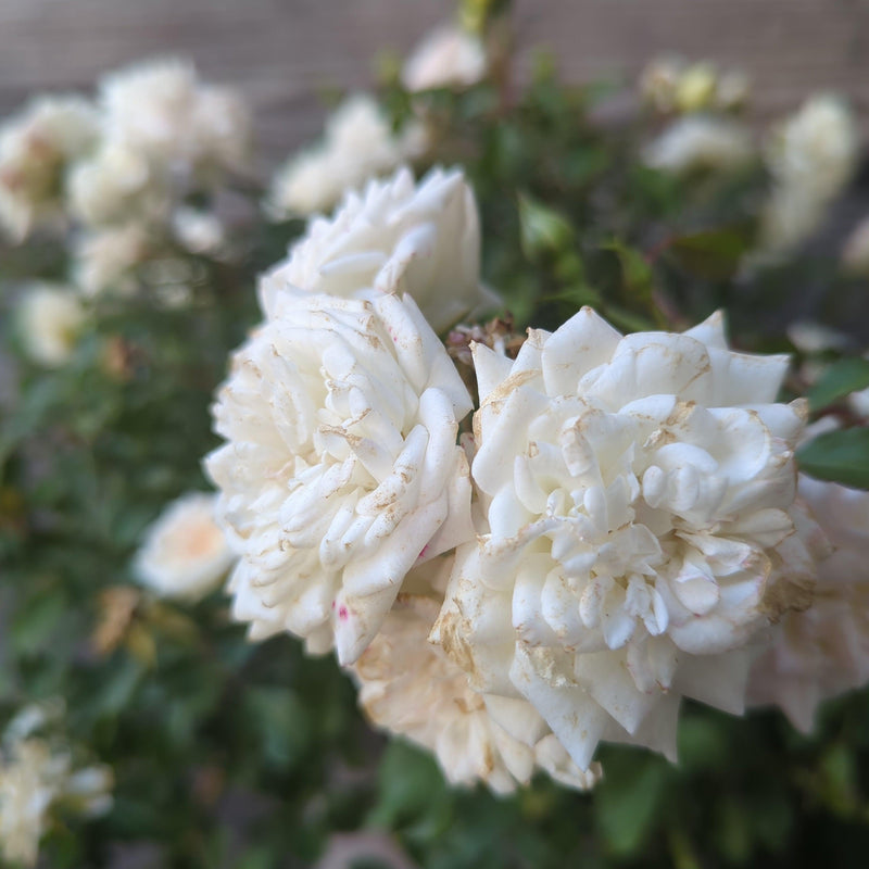 White Drift® Rose - Shipped