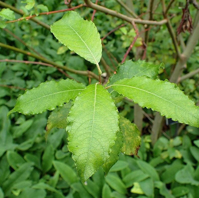 Pussy Willow - Shipped