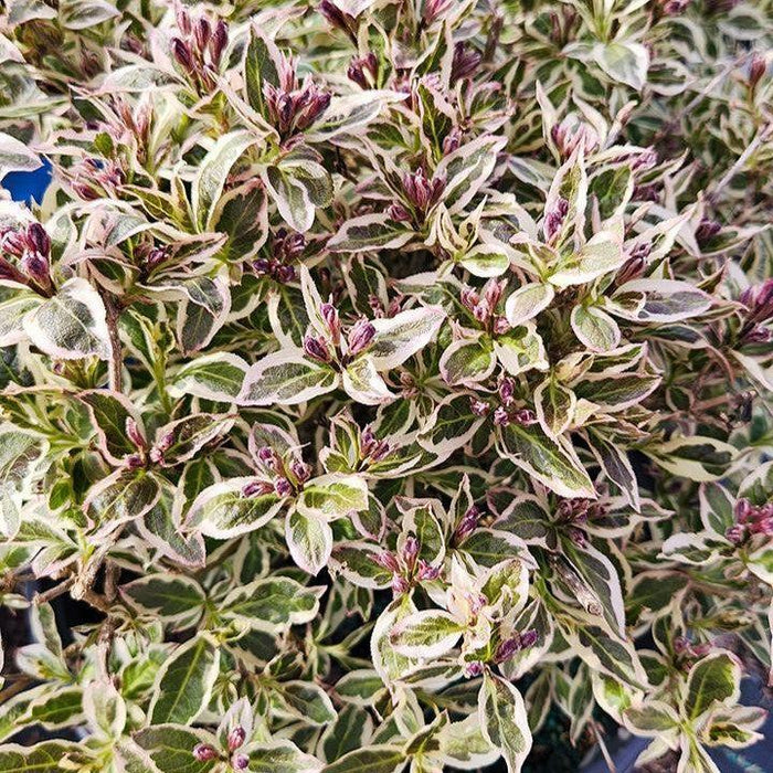 Weigela florida 'Verweig8' PP 30,064  - My Monet Purple Effect® Weigela - Shipped