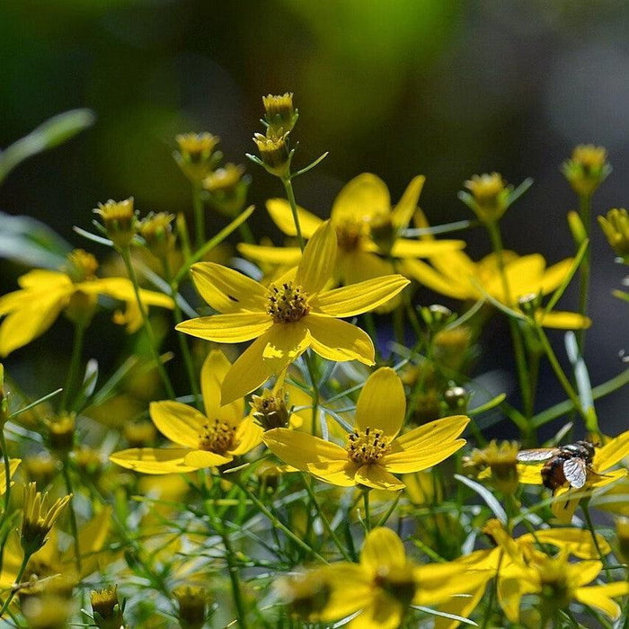 Coreopsis verticillata  - Threadleaf Coreopsis - Shipped