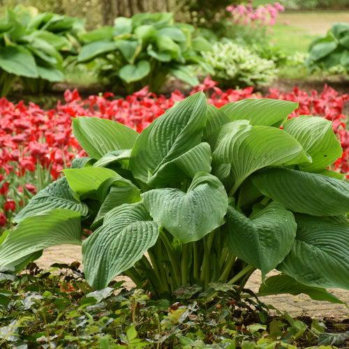PW® Shadowland® Empress Wu Hosta - Shipped