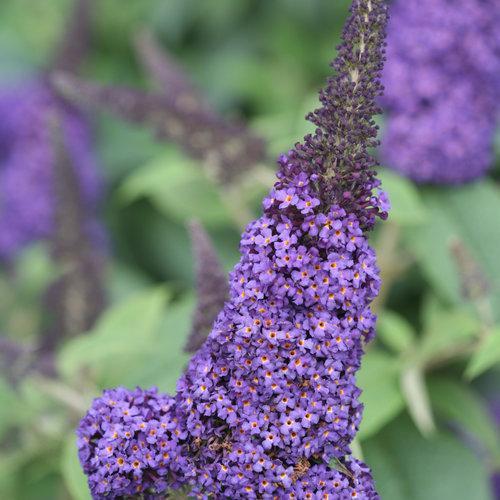 Buddleia davidii 'SMNBDBT' PP#28,794  - Pugster Blue® Dwarf Butterfly Bush - Shipped