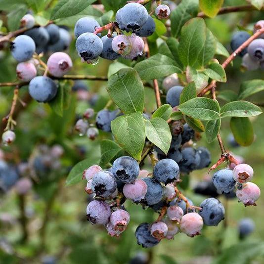 Vaccinium corymbosum 'Earliblue'  - Earliblue Highbush Blueberry - Shipped