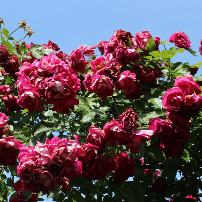 Rosa 'Blaze'  - Blaze Climbing Rose - Shipped