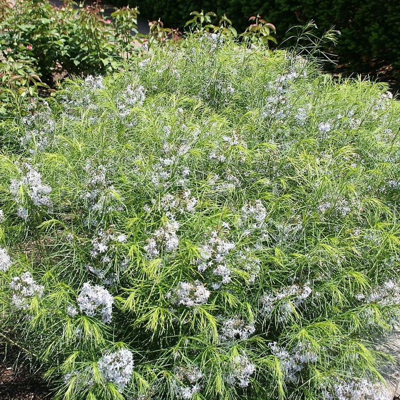 Threadleaf Blue Star, Arkansas Blue Star - Shipped