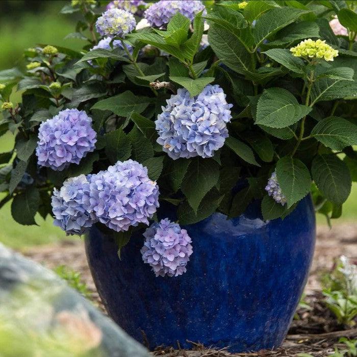 Endless Summer® The Original Hydrangea - Shipped