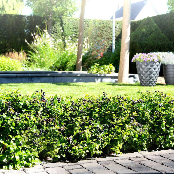Vaccinium corymbosum hybrid 'ZF08-095' PP 25,467  - Bushel and Berry® BerryBux® Blueberry - Shipped