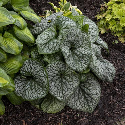 Brunnera macrophylla ‘Jack of Diamonds’  - Jack of Diamonds Heartleaf Brunnera - Shipped