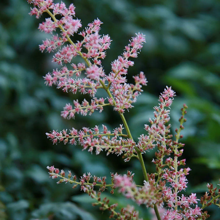 Astilbe simplicifolia 'Hennie Graafland'  - Hennie Graafland Star Astilbe - Shipped