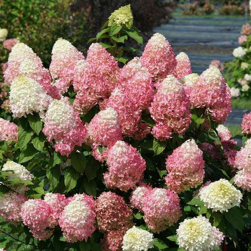 Hydrangea paniculata 'SMNHPM'  - Quick Fire Fab® Hydrangea - Shipped