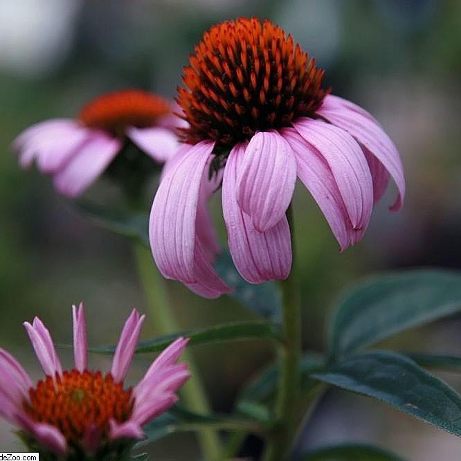 Magnus Echinacea, Coneflower - Shipped