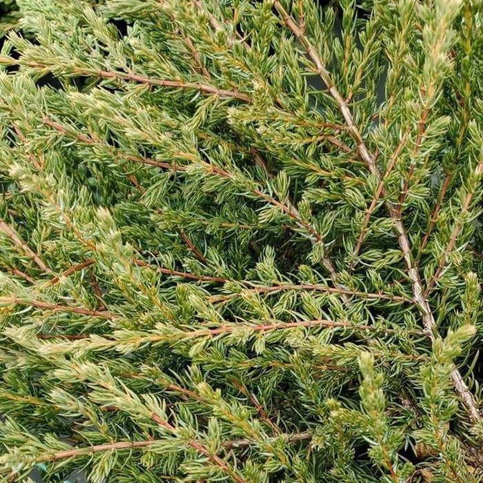 Juniperus communis 'Mondap'  - Alpine Carpet® Juniper - Shipped