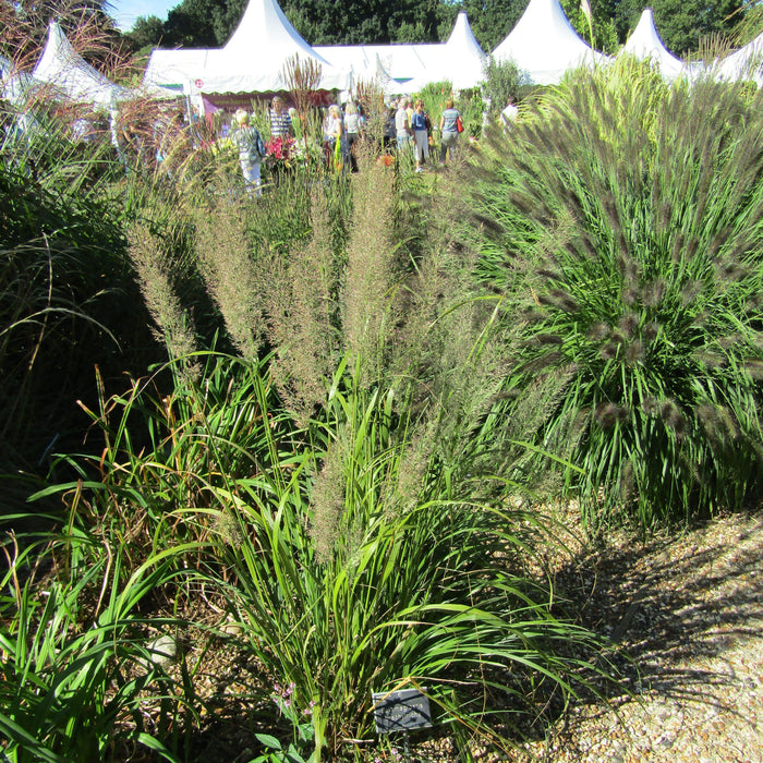 Calamagrostis brachytricha  - Reed Grass - Shipped