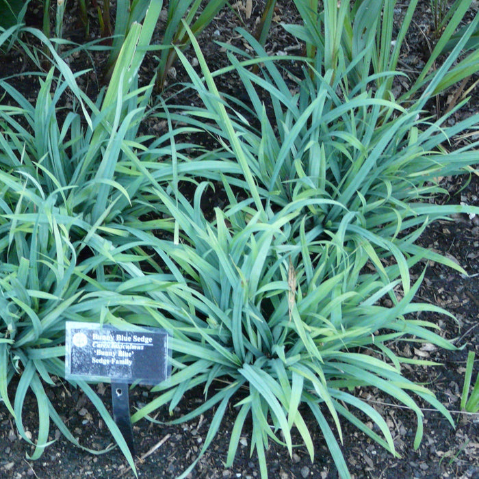 Carex laxiculmis 'Hobb'   - Blue Bunny Sedge - Shipped