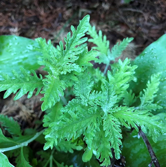 Perovskia atriplicifolia  - Russian Sage - Shipped