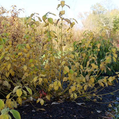 Cornus stolonifera 'SMNCSBD'  - PW® Arctic Fire® Yellow Twig Dogwood - Shipped