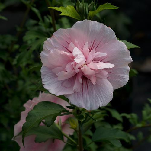 Pink Chiffon® Rose of Sharon - Shipped