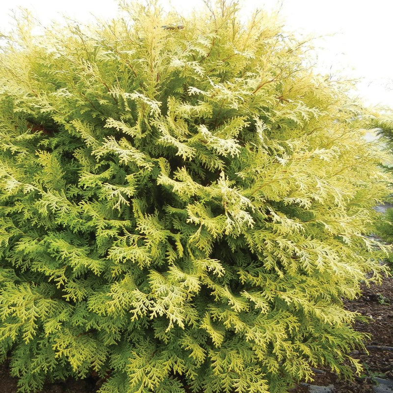 Night Light™ Cypress - Shipped