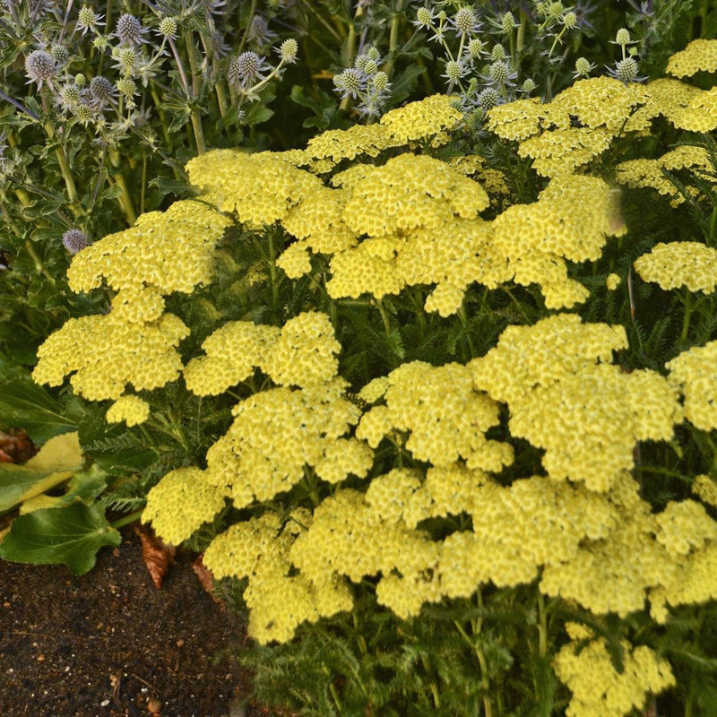 Sunny Seduction Yarrow - Shipped