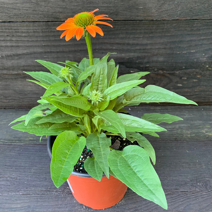 Echinacea 'PAS1308374'  - Artisan™ Soft Orange Coneflower - Shipped