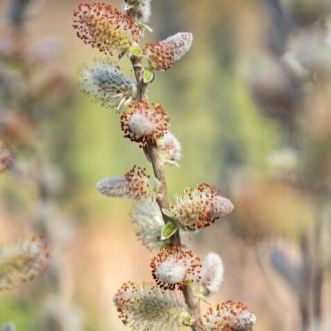 Salix candida 'Jefberg'  - First Editions® Iceberg Alley® Sageleaf Willow - Shipped
