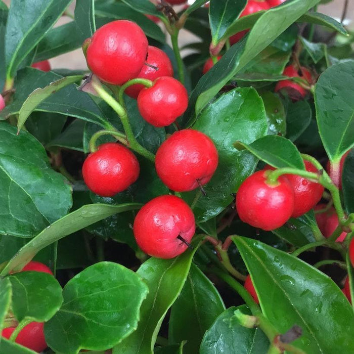 Gaultheria procumbens 'Gaulsidh5'  - Cherry Berries™ Wintergreen - Shipped
