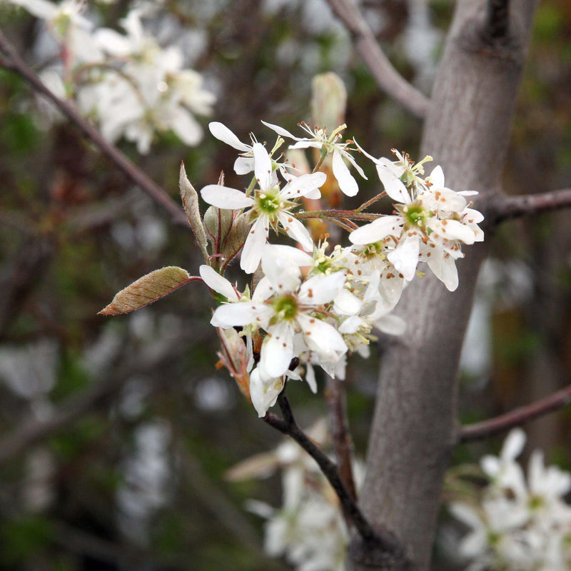 Autumn Brilliance Apple Serviceberry - Shipped