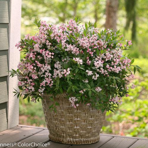 Yuki Cherry Blossom® Deutzia - Shipped